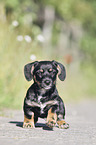 walking Dachshund-Mongrel Puppy