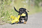 running Dachshund-Mongrel Puppy