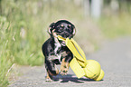 running Dachshund-Mongrel Puppy