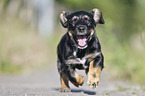 running Dachshund-Mongrel Puppy