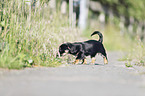 standing Dachshund-Mongrel Puppy