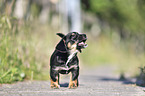 standing Dachshund-Mongrel Puppy