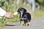 standing Dachshund-Mongrel Puppy