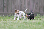 Dachshund-Mongrel Puppy with  Parson Russell Terrier Puppy