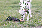 Dachshund-Mongrel Puppy with Dalmatian