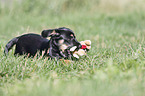 playing Dachshund-Mongrel Puppy