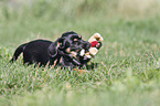 playing Dachshund-Mongrel Puppy