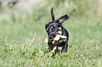 running Dachshund-Mongrel Puppy