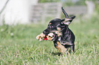 running Dachshund-Mongrel Puppy