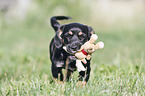 walking Dachshund-Mongrel Puppy