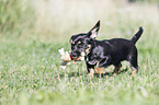 playing Dachshund-Mongrel Puppy
