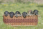 Dachshund-Mongrel Puppies in a basket
