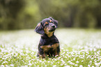 young Dachshund-Mongrel