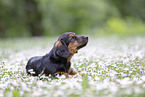 young Dachshund-Mongrel