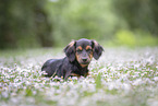 young Dachshund-Mongrel