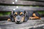 young Dachshund-Mongrel