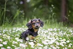 young Dachshund-Mongrel