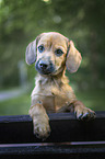young Dachshund-Mongrel
