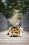 lying Husky-Shepherd