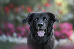 Labrador-Retriever-Mongrel portrait