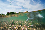 Labrador-Retriever-Mongel in the water