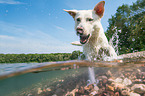 Labrador-Retriever-Mongel in the water