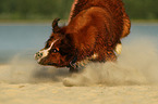 Saint-Bernard-Bernese-Mountain-Dog