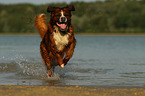 Saint-Bernard-Bernese-Mountain-Dog