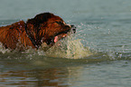 Saint-Bernard-Bernese-Mountain-Dog