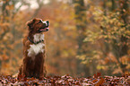 Saint-Bernard-Bernese-Mountain-Dog
