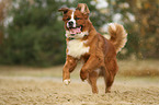 Saint-Bernard-Bernese-Mountain-Dog