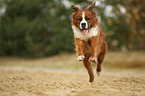 Saint-Bernard-Bernese-Mountain-Dog