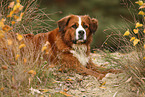 Saint-Bernard-Bernese-Mountain-Dog