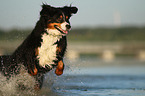 Bernese-Mountain-Dog-Mongrel