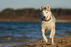 Husky-Mongrel