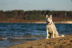 Husky-Mongrel
