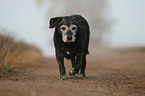 old mongrel