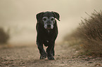 old mongrel