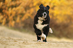 Newfoundlander-Bernese-Mountain-Dog Puppy