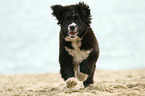 Newfoundlander-Bernese-Mountain-Dog Puppy