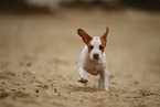 Shar-Pei-Podenco Puppy