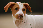 Shar-Pei-Podenco Puppy