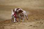 Shar-Pei-Podenco Puppy