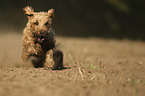 Westfalen-Terrier-Mongrel