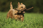Westfalen-Terrier-Mongrel
