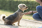 mongrel gives paw