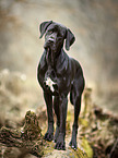 standing German-shorthaired-Pointer-English-Pointer