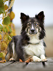 lying Border-Collie-Husky