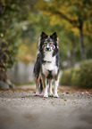 standing Border-Collie-Husky