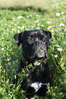 mongrel portrait